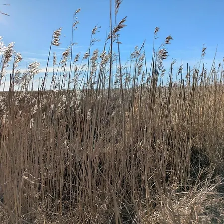 6 Person In Blavand-by Traum * Блаванн